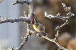 Goldfinch on frosty branch, Glasgow