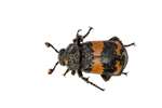 Sexton Beetle, Millport