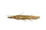 Grass Moth of family Crambidae