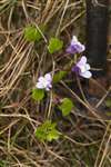 Ivy-leaved toadflax in Catrine, Ayrshire