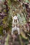 Angle Shades moth, Loch Lomond