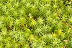 Feathery bog moss