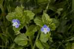 Common Field Speedwell on Great Cumbrae