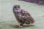 Eagle owl, Polkemmet Country Park