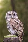 Tawny owl at Polkemmet Country Park