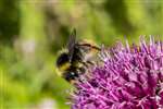 Early bumblebee on Allium schoenoprasum