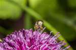 Hoverfly on Allium schoenoprasum