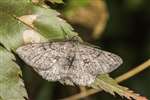 Male Willow Beauty moth