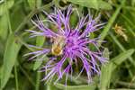 Common Carder bumblebee on Greater Knapweed