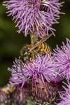 Common Wasp on creeping thistle