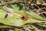 7-spot ladybird, Hunterston