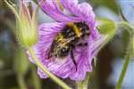 Garden Bumblebee on Geranium