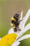 Garden Bumblebee on Ox-Eye Daisy