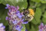 Common Carder bumblebee on Catmint, Mugdock Country Park