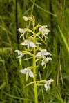 Greater Butterfly Orchid, Mugdock Country Park