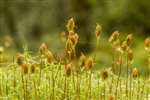 Common Haircap Moss at RSPB Loch Lomond