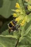 Garden bumblebee on Yellow Rattle