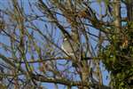 Wood pigeon in tree, Glasgow