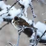 Reed Bunting on frosty branch, Glasgow