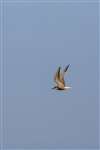 Common tern in flight, Sound of Mull