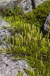 club moss, Cairngorms, alpine vegetation