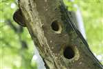 Woodpecker holes, Ring Wood, RSPB Loch Lomond