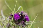 Bumblebee, RSPB Loch Lomond