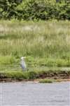 Grey heron, RSPB Loch Lomond