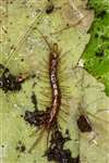 Common or Brown centipede, Glasgow