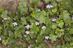 Ivy Leaved Toadflax, Bothwell Castle