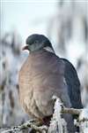 Wood Pigeon in a frosty tree, Glasgow