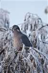 Wood Pigeon in a frosty tree, Glasgow