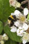 Garden Bumblebee, Stirling