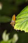 Red-legged Shieldbug or Forest bug, Stirling
