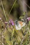 Large Heath butterfly, Braehead Moss, Lanarkshire