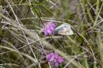 Large Heath butterfly, Braehead Moss, Lanarkshire