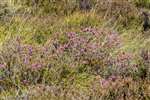 Bell heather, South Lanarkshire