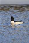 Male Goosander on Forth and Clyde Canal, Glasgow