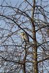 Grey Heron perched in a tree above the River Kelvin, Glasgow