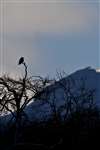 Carrion Crow in tree, with Dumgoyne in winter