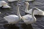 Hogganfield Loch, Hogganfield Park, Glasgow - Whooper Swan cygnets
