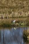 Hogganfield Loch, Hogganfield Park, Glasgow - Grey Heron
