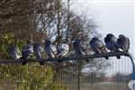 Hogganfield Loch, Hogganfield Park, Glasgow - domestic pigeons