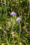 Field Scabious, Sutherland