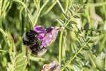 White-tailed Bumblebee on Common Vetch, Sutherland