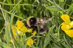 Garden Bumblebee, Sutherland
