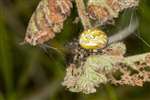 Four-spotted Orb Weaver spider, Lenzie Moss