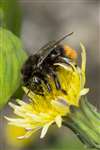 Red-tailed Bumblebee, Bridgeness, Bo'ness