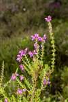 Bell heather, Inchcailloch