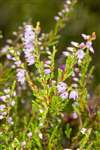 White Heather, Inchcailloch